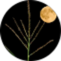 Profile photo of Yonique Desrosiers