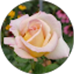 Profile photo of Abby Timperley