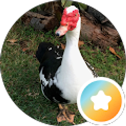Profile photo of Deni B-P
