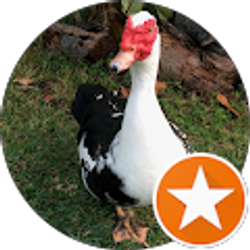 Profile photo of Deni B-P