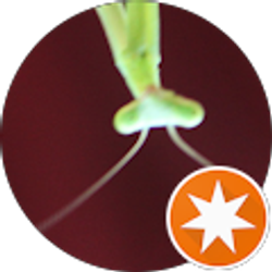 Profile photo of A M