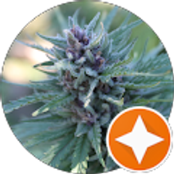 Profile photo of jack straw