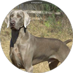 Profile photo of Gray Robertson