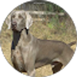 Profile photo of Gray Robertson