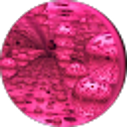 Profile photo of Caitlin