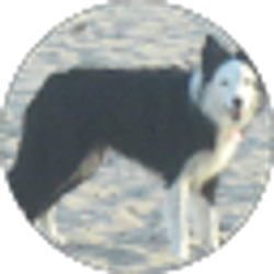 Profile photo of Kelli A