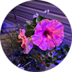 Profile photo of Denise Strickland