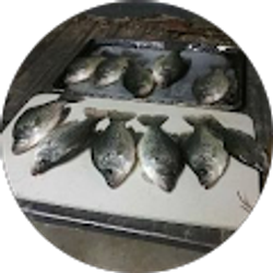 Profile photo of Doug Sternberg