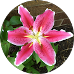 Profile photo of Allison Gustafson
