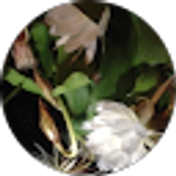 Profile photo of tran mich.
