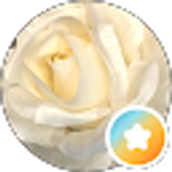 Profile photo of Moon rose