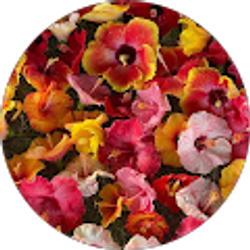 Profile photo of megan knutson