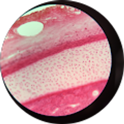 Profile photo of one eye