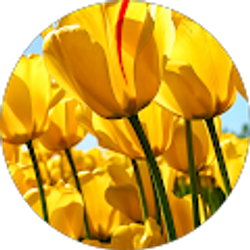 Profile photo of Daniel Rocha