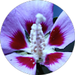 Profile photo of Nicole Kostelecky