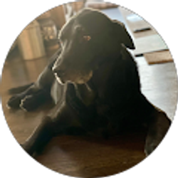 Profile photo of Michael Laglia