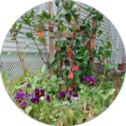 Profile photo of Emily P