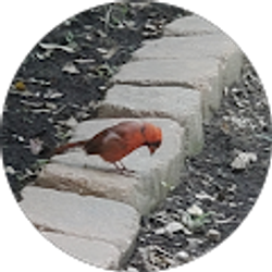 Profile photo of Mike Zinga