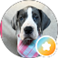 Profile photo of DVMedia