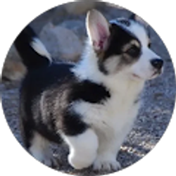 Profile photo of Marissa Caputo