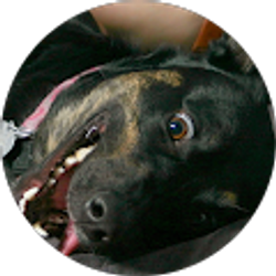 Profile photo of Rick V