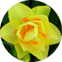 Profile photo of Rose H