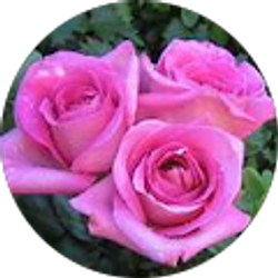 Profile photo of Peanut jazzy25#