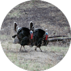 Profile photo of Dan Psaute