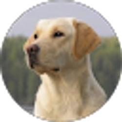 Profile photo of Craig Rosen