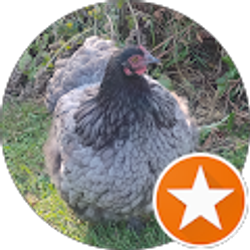 Profile photo of Dorothy Hicks