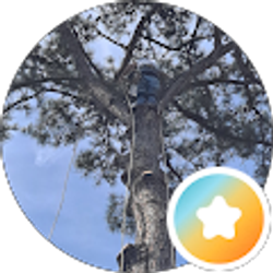 Profile photo of Trees by Wade