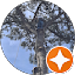 Profile photo of Trees by Wade