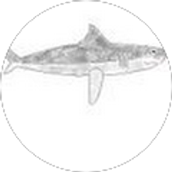 Profile photo of Kyle Morgenroth