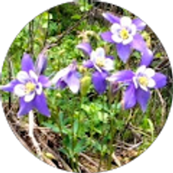 Profile photo of marianne oursler