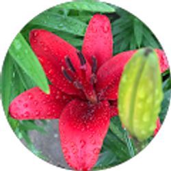 Profile photo of Amy Lauffer