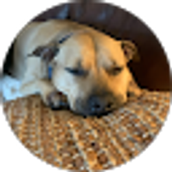 Profile photo of Jennifer Parravani