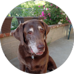 Profile photo of Tami Gibson