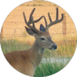 Profile photo of D P