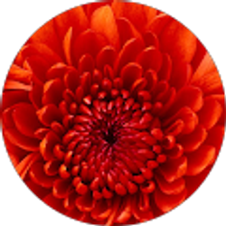 Profile photo of JP JP