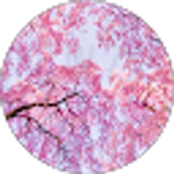 Profile photo of ND