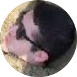 Profile photo of Moshe Chambré