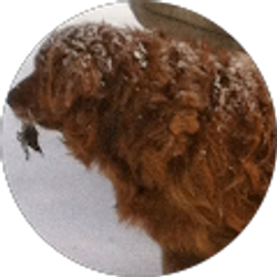 Profile photo of Rebecca Davis