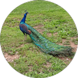 Profile photo of Eddie Akers