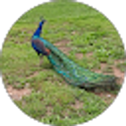 Profile photo of Eddie Akers