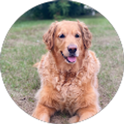 Profile photo of Melissa Ulloa