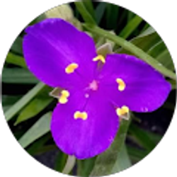 Profile photo of Shelby Y