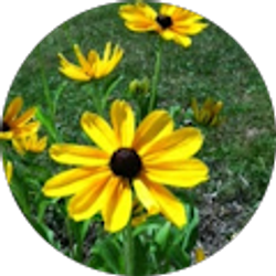 Profile photo of Maryann Quinn