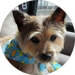 Profile photo of Rev. C Strazz