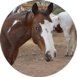 Profile photo of Dustin Cross