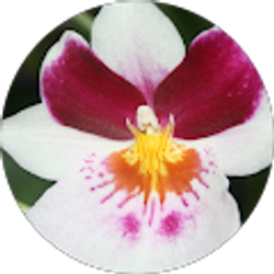 Profile photo of Rossella La Torre